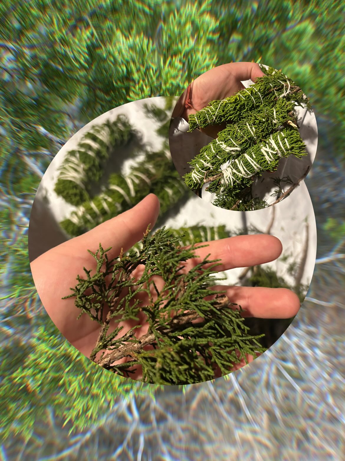 Juniper Salve & Oil Bundle - Image 2